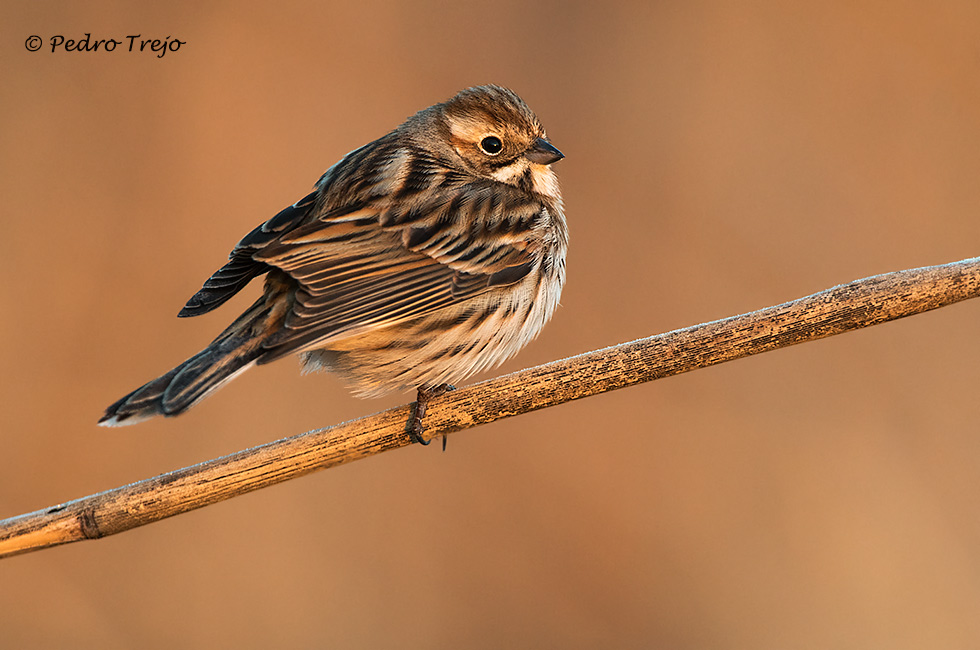 Escribano palustre (Emberiza schoeniclus)